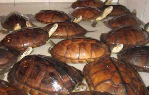 养殖金钱龟赚钱吗多少钱一只价格?揭秘养殖金钱龟的骗局案例分析