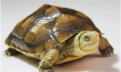 养殖金钱龟赚钱吗多少钱一只价格?揭秘养殖金钱龟的骗局案例分析