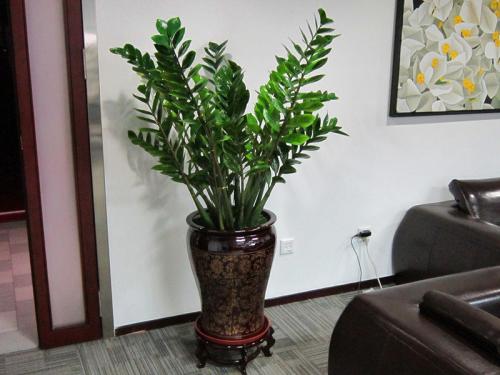 ��Ǯ���ڷŽ�����ֳ������ע������,��Ǯ��Ҷ��Ϊʲô���Ʋ���ͼ