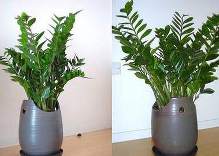 ��Ǯ���ڷŽ�����ֳ������ע������,��Ǯ��Ҷ��Ϊʲô���Ʋ���ͼ