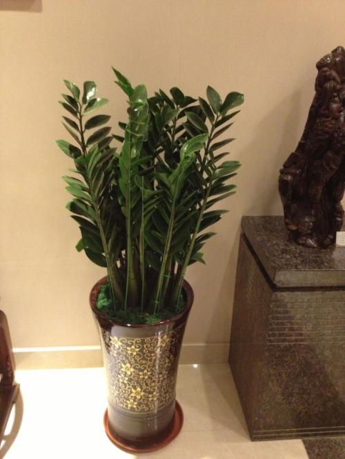 ��Ǯ���ڷŽ�����ֳ������ע������,��Ǯ��Ҷ��Ϊʲô���Ʋ���ͼ