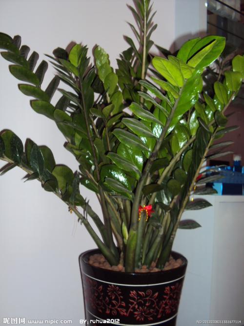 ��Ǯ���ڷŽ�����ֳ������ע������,��Ǯ��Ҷ��Ϊʲô���Ʋ���ͼ