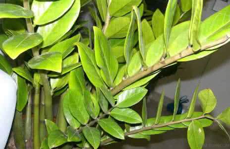 ��Ǯ���ڷŽ�����ֳ������ע������,��Ǯ��Ҷ��Ϊʲô���Ʋ���ͼ