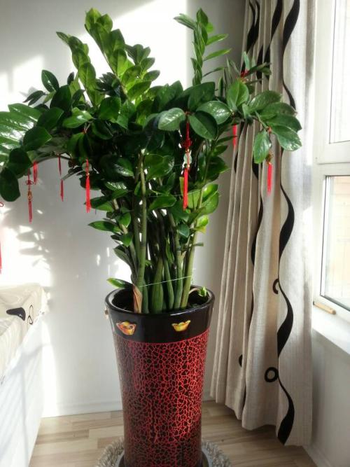 ��Ǯ���ڷŽ�����ֳ������ע������,��Ǯ��Ҷ��Ϊʲô���Ʋ���ͼ