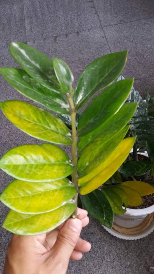 ��Ǯ���ڷŽ�����ֳ������ע������,��Ǯ��Ҷ��Ϊʲô���Ʋ���ͼ