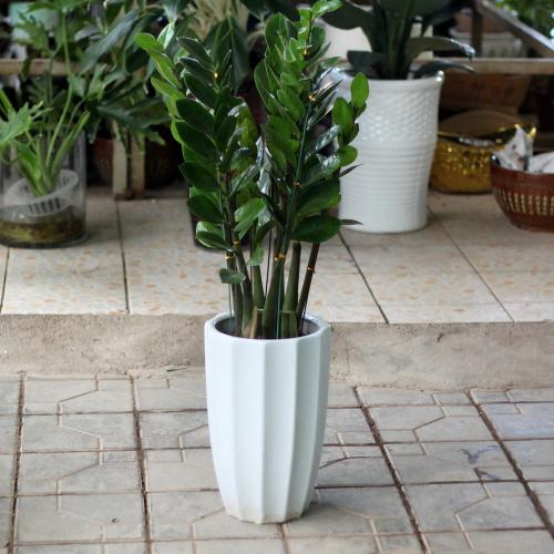 ��Ǯ���ڷŽ�����ֳ������ע������,��Ǯ��Ҷ��Ϊʲô���Ʋ���ͼ