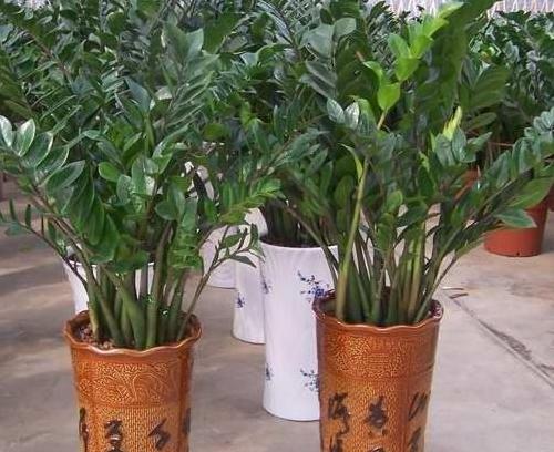 ��Ǯ���Ƿ��ж�����������ֲ��?��Ǯ����ȥ��ȩ����и���û�к�