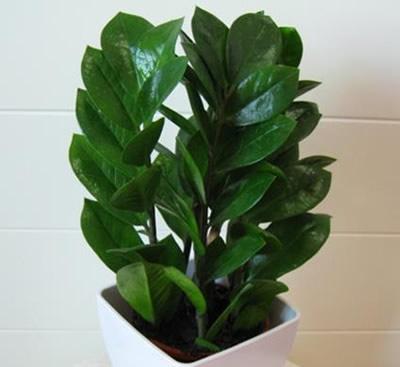 ��Ǯ���Ƿ��ж�����������ֲ��?��Ǯ����ȥ��ȩ����и���û�к�