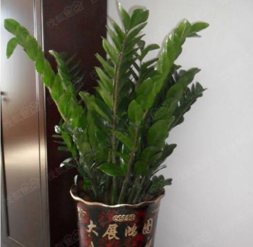 ��Ǯ���Ƿ��ж�����������ֲ��?��Ǯ����ȥ��ȩ����и���û�к�