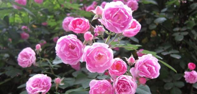 新手月季花的养殖方法和注意事项,月季花的功效与作用有哪些禁忌