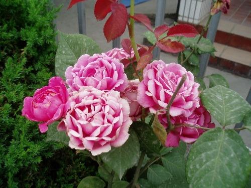 新手月季花的养殖方法和注意事项,月季花的功效与作用有哪些禁忌