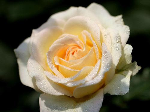 �����¼�������ֳ������ע������,�¼����Ĺ�Ч����������Щ����