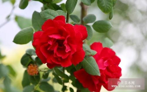 �����¼�������ֳ������ע������,�¼����Ĺ�Ч����������Щ����