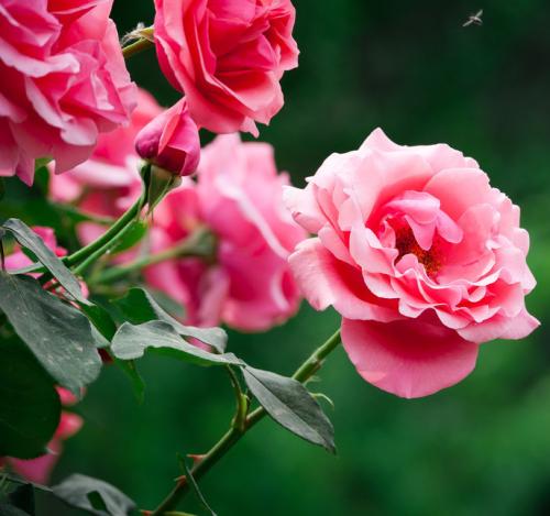 �����¼�������ֳ������ע������,�¼����Ĺ�Ч����������Щ����