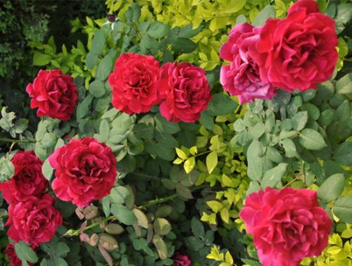 �����¼�������ֳ������ע������,�¼����Ĺ�Ч����������Щ����