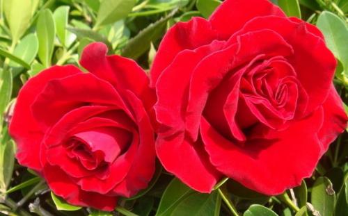 �����¼�������ֳ������ע������,�¼����Ĺ�Ч����������Щ����