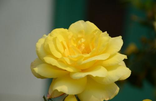 新手月季花的养殖方法和注意事项,月季花的功效与作用有哪些禁忌