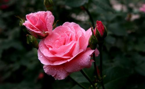 新手月季花的养殖方法和注意事项,月季花的功效与作用有哪些禁忌