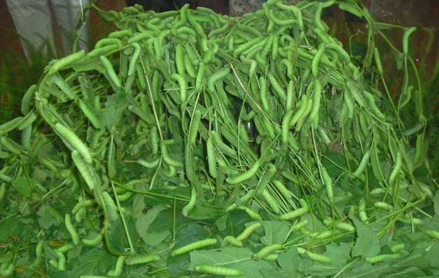 豆青虫养殖技术视频方法和注意事项 豆青虫的价格一亩地能赚多少