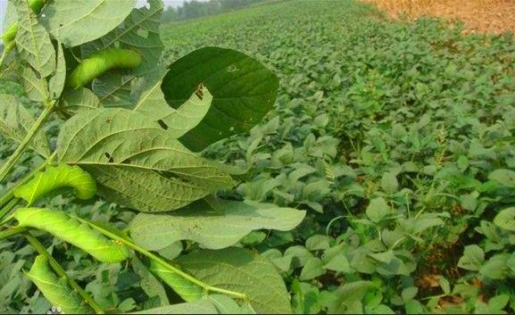 �������ֳ������Ƶ������ע������ �����ļ۸�һĶ����׬����