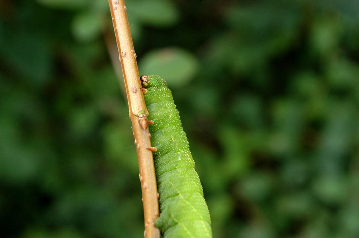豆青虫养殖技术视频方法和注意事项 豆青虫的价格一亩地能赚多少