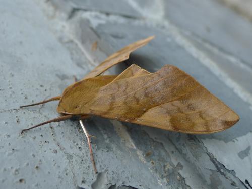 豆青虫养殖技术视频方法和注意事项 豆青虫的价格一亩地能赚多少