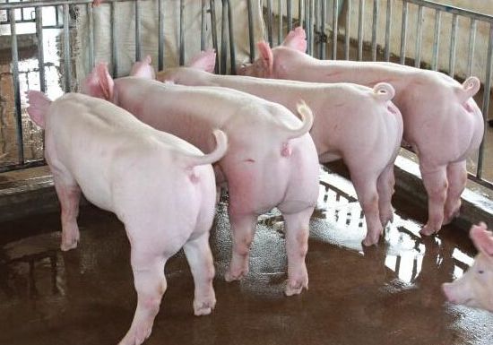 �������������ȫ����������������Ƶ ������������ɱ�2017