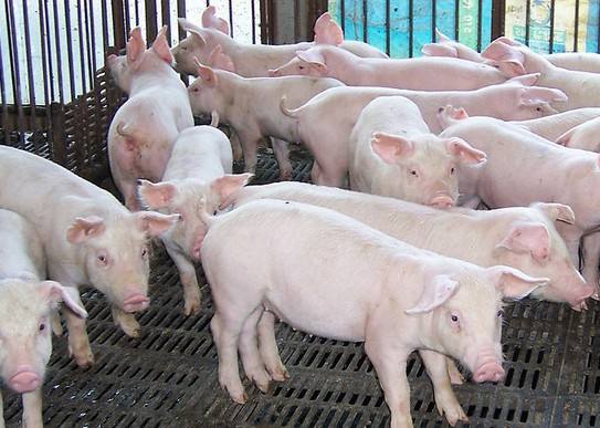 �������������ȫ����������������Ƶ ������������ɱ�2017