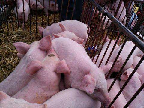 �������������ȫ����������������Ƶ ������������ɱ�2017