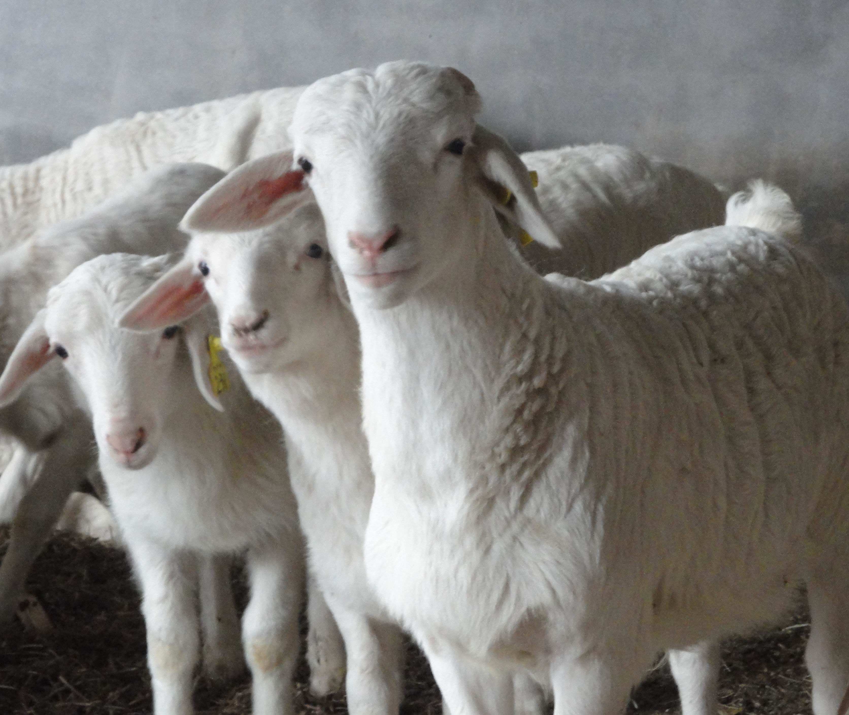 Сβôֳע СβֳɱǰЧ