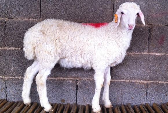 Сβôֳע СβֳɱǰЧ