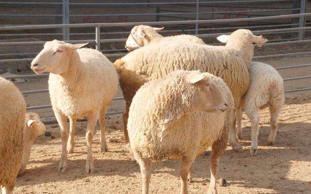 Сβôֳע СβֳɱǰЧ