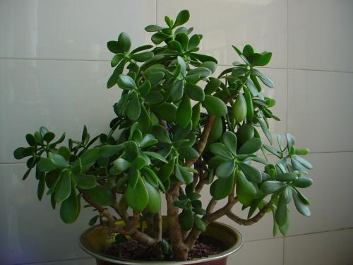 燕子掌的养殖方法和注意事项,燕子掌能在室内养吗有什么功效作用