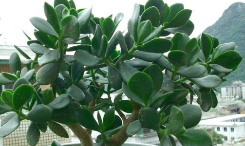 燕子掌的养殖方法和注意事项,燕子掌能在室内养吗有什么功效作用