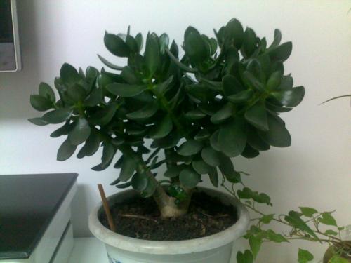 燕子掌的养殖方法和注意事项,燕子掌能在室内养吗有什么功效作用