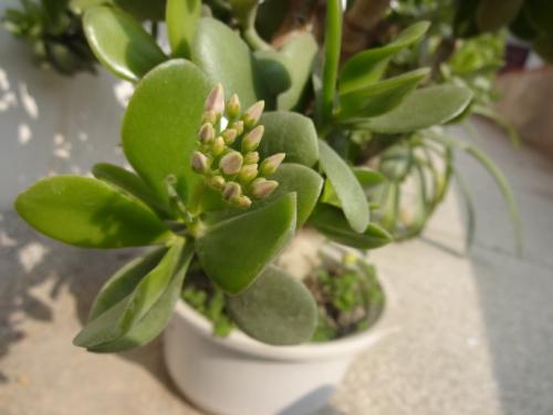 燕子掌的养殖方法和注意事项,燕子掌能在室内养吗有什么功效作用