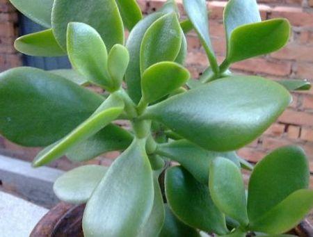 燕子掌的修剪技巧教程步骤图解,燕子掌叶子变软发黄的原因会死吗