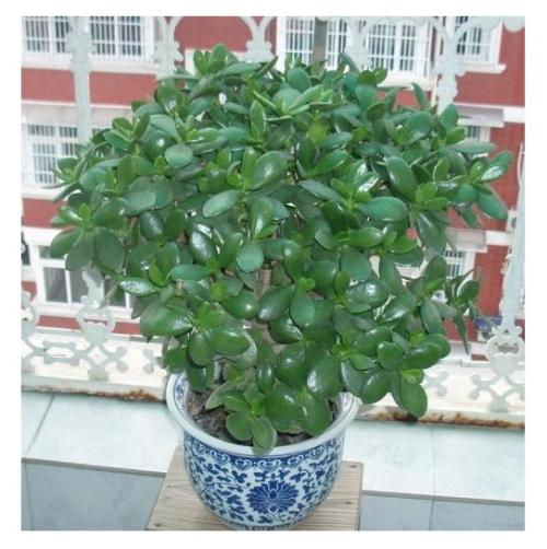 燕子掌的修剪技巧教程步骤图解,燕子掌叶子变软发黄的原因会死吗