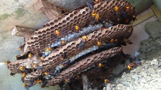 ˹ֳͷ似ͼ,ͷݾƹЧʳý