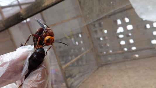 ˹ֳͷ似ͼ,ͷݾƹЧʳý