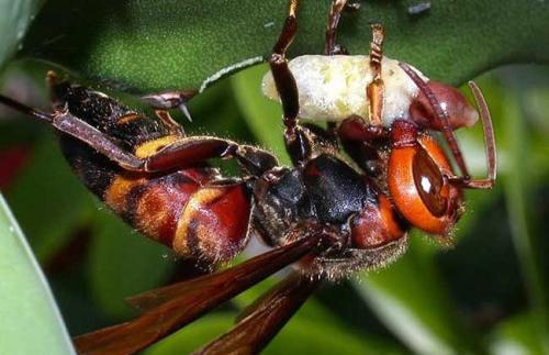 ˹ֳͷ似ͼ,ͷݾƹЧʳý