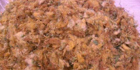 合欢花种子种植的方法过程图解,合欢花泡水的用量功效与作用禁忌