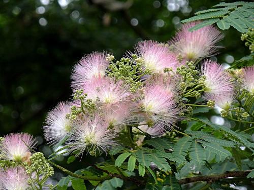 合欢花种子种植的方法过程图解,合欢花泡水的用量功效与作用禁忌