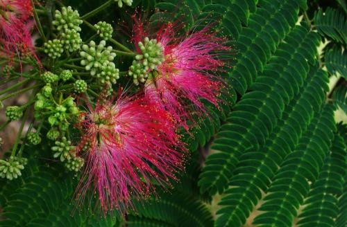 合欢花种子种植的方法过程图解,合欢花泡水的用量功效与作用禁忌