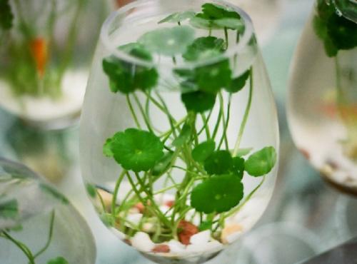 ͭǮ�ݸ���ˮ�෽����ϸ����ͼ��,ˮ��ͭǮ�ݵ���ֳ������ô��ˮ