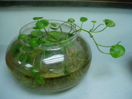 ͭǮ�ݸ���ˮ�෽����ϸ����ͼ��,ˮ��ͭǮ�ݵ���ֳ������ô��ˮ