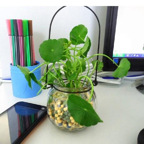 ͭǮ�ݸ���ˮ�෽����ϸ����ͼ��,ˮ��ͭǮ�ݵ���ֳ������ô��ˮ