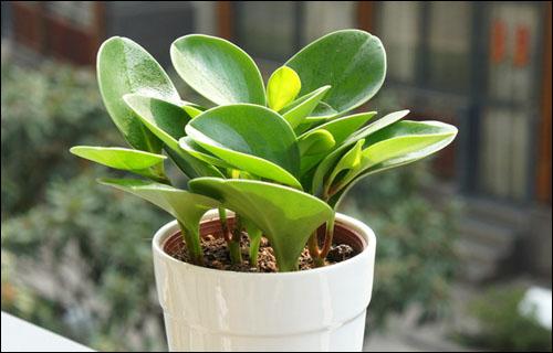 ��������ֳ������ע��������ô��ֳ,�������Ƿ��ж����Է�������