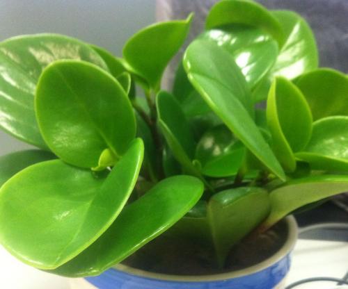 ��������ֳ������ע��������ô��ֳ,�������Ƿ��ж����Է�������