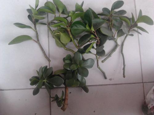 ��������ֳ������ע��������ô��ֳ,�������Ƿ��ж����Է�������